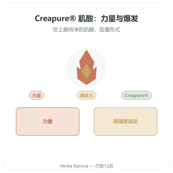 一水肌酸 Creapure® – Dynveo – 180 粒胶囊 产品展示 Paris Herba Barona