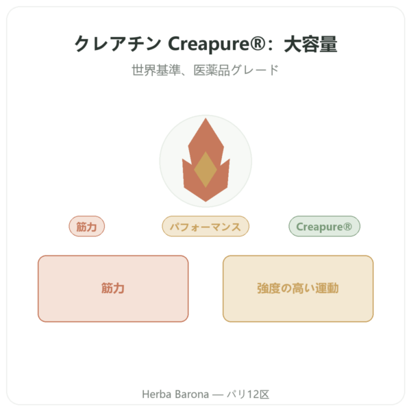 クレアチン モノハイドレート Creapure® パウダー 1 kg – Dynveo presentation Paris Herba Barona