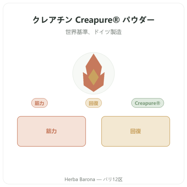 クレアチン モノハイドレート Creapure® パウダー – dynveo – 250 g presentation Paris Herba Barona