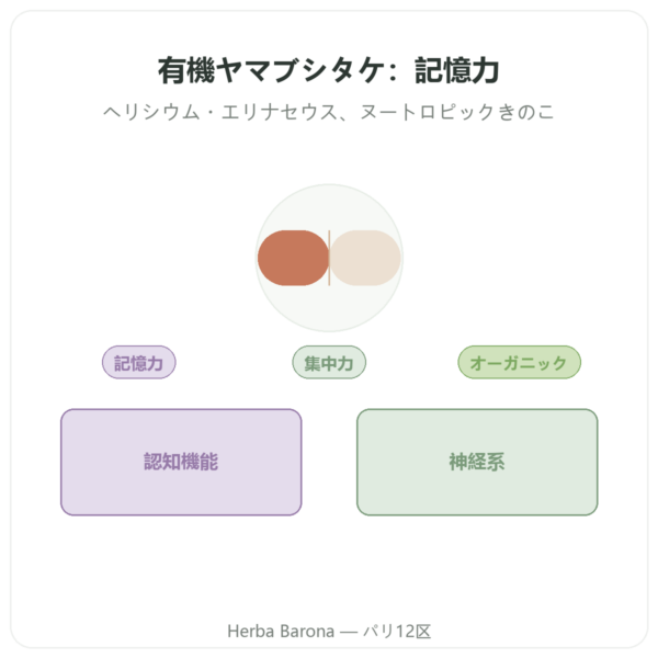 ヤマブシタケ(ライオンズメーン)ビオ – SIHO 60カプセル presentation Paris Herba Barona