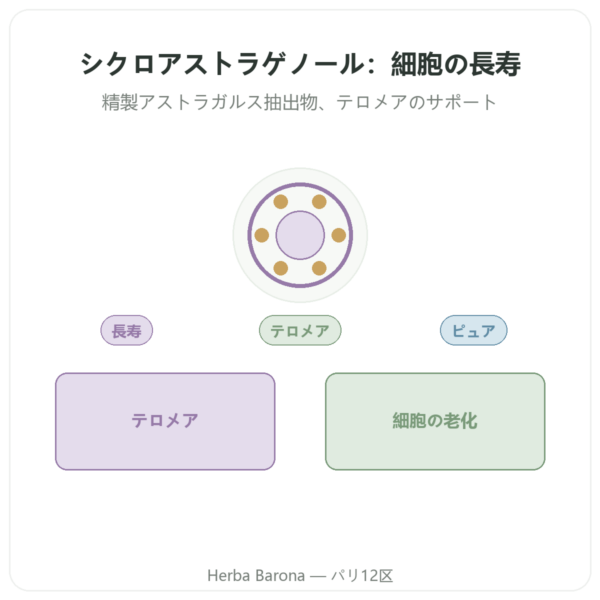 Dynveo 純粋シクロアストラゲノール 60カプセル presentation Paris Herba Barona