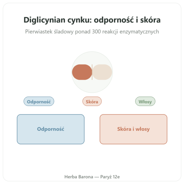 Cynk bisglicynian Dynveo – 10 mg – 60 kapsułek prezentacja Paris Herba Barona