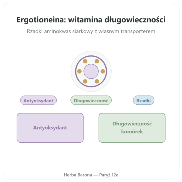 Czysta Ergotioneina ErgoActive – Dynveo – 60 kapsułek prezentacja Paris Herba Barona
