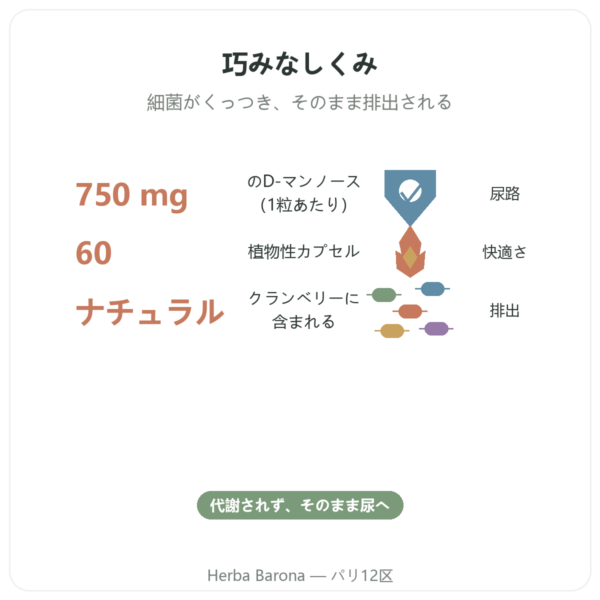 D-マンノース 750 – Be-Life – 60カプセル benefits and key facts Paris Herba Barona