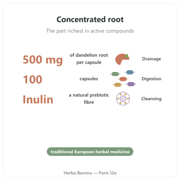 Dandelion Root 500mg – Now Foods – 100 capsules benefits and key facts Paris Herba Barona