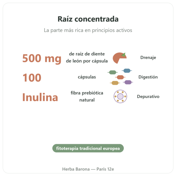 Dandelion Root Raíz de Diente de León 500 mg – Now Foods – 100 Cápsulas beneficios y datos clave Paris Herba Barona