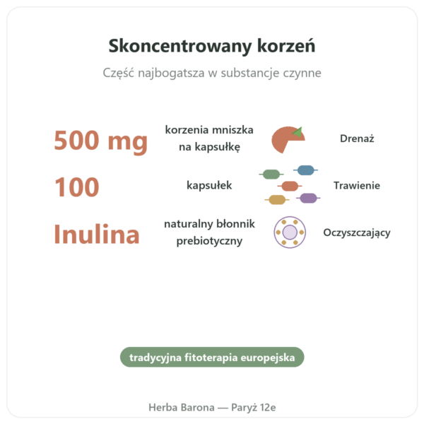 Dandelion Root Korzeń Mniszka 500 mg Now Foods 100 kaps. korzyści i najważniejsze fakty Paris Herba Barona