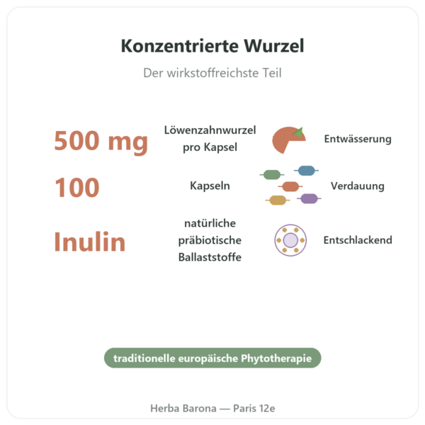 Dandelion Root Löwenzahnwurzel 500 mg – Now Foods – 100 Kapseln Vorteile und Fakten Paris Herba Barona