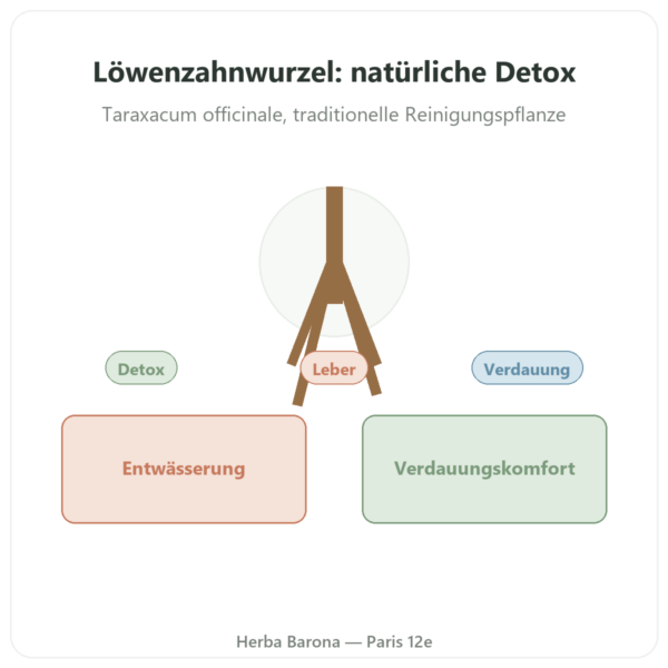 Dandelion Root Löwenzahnwurzel 500 mg – Now Foods – 100 Kapseln Vorstellung Paris Herba Barona