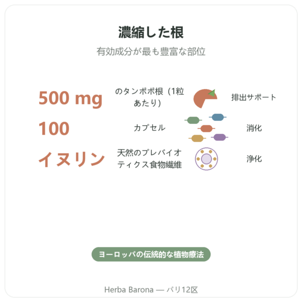 Dandelion Root タンポポ根 500 mg Now Foods 100カプセル benefits and key facts Paris Herba Barona