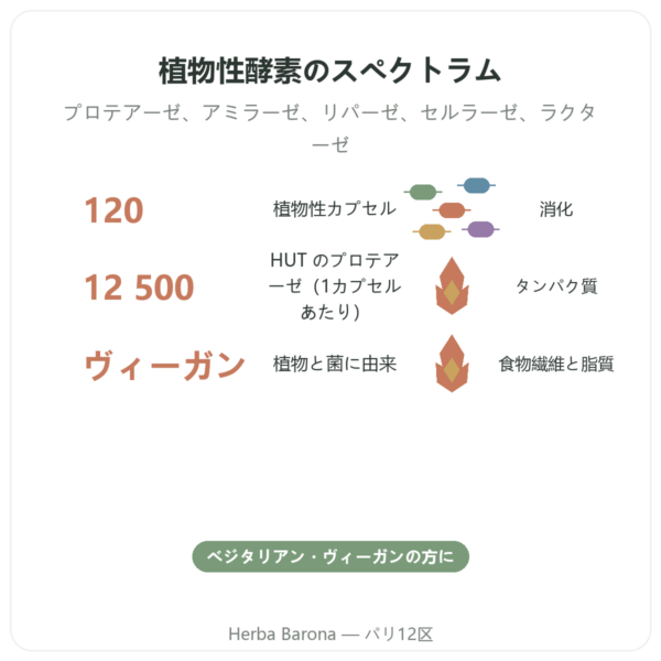 Plant Enzymes 120カプセル Now Foods – 植物性消化酵素 benefits and key facts Paris Herba Barona