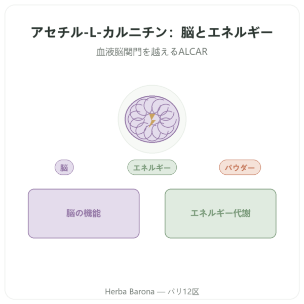 Now Foods アセチル-L-カルニチン 純粋パウダー 85g presentation Paris Herba Barona