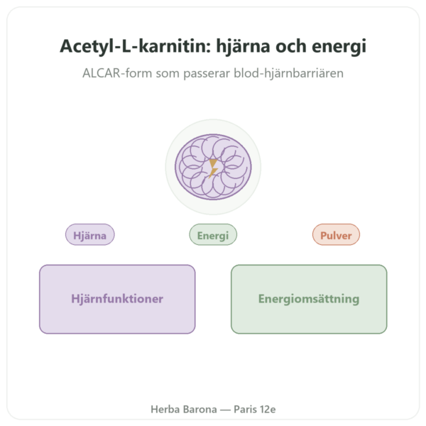Acetyl-L-Karnitin Rent Pulver – 85 g – Now Foods presentation Paris Herba Barona