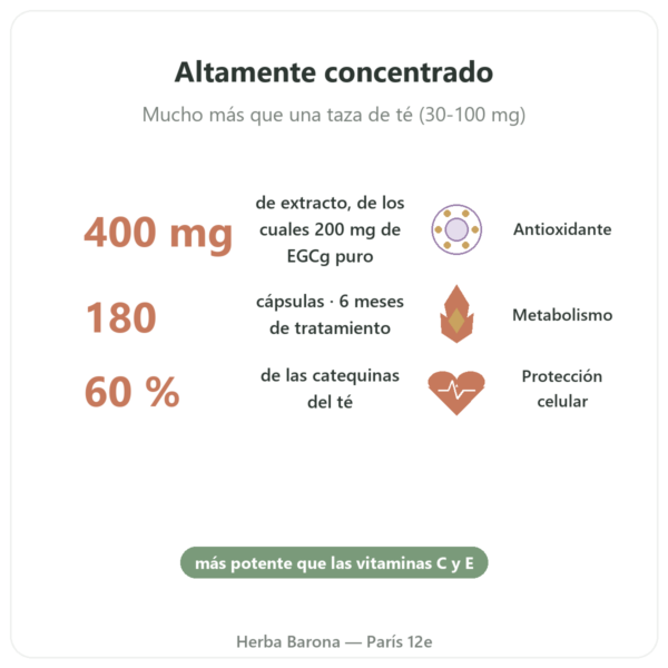 EGCG Extracto de Té Verde 400 mg – NOW Foods – 180 Cápsulas beneficios y datos clave Paris Herba Barona