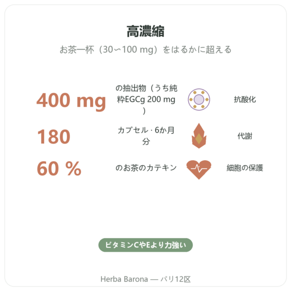 EGCg 緑茶エキス 400 mg – Now Foods – 180カプセル benefits and key facts Paris Herba Barona