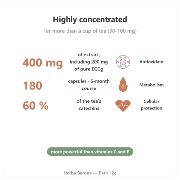 EGCG Green Tea Extract 400 mg – Now Foods – 180 Capsules benefits and key facts Paris Herba Barona
