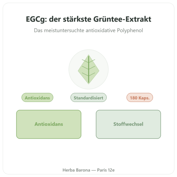 EGCG Grüntee-Extrakt 400 mg – Now Foods – 180 Kapseln Vorstellung Paris Herba Barona