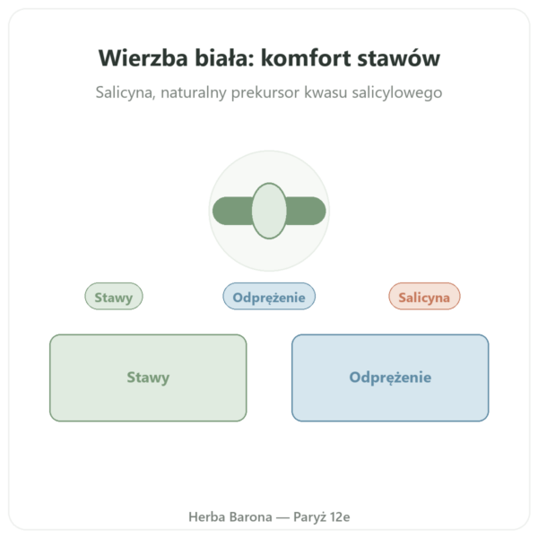 Ekstrakt z kory Wierzby Białej – Dynveo – 60 kapsułek prezentacja Paris Herba Barona