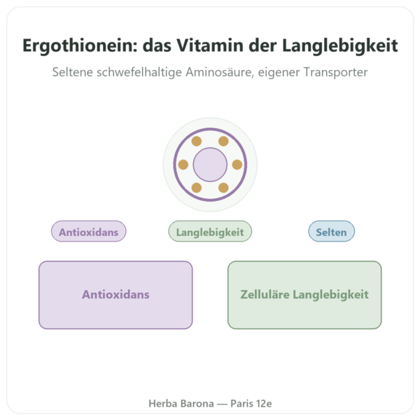 Ergothionein pur ErgoActive® – Dynveo – 60 Kapseln Vorstellung Paris Herba Barona