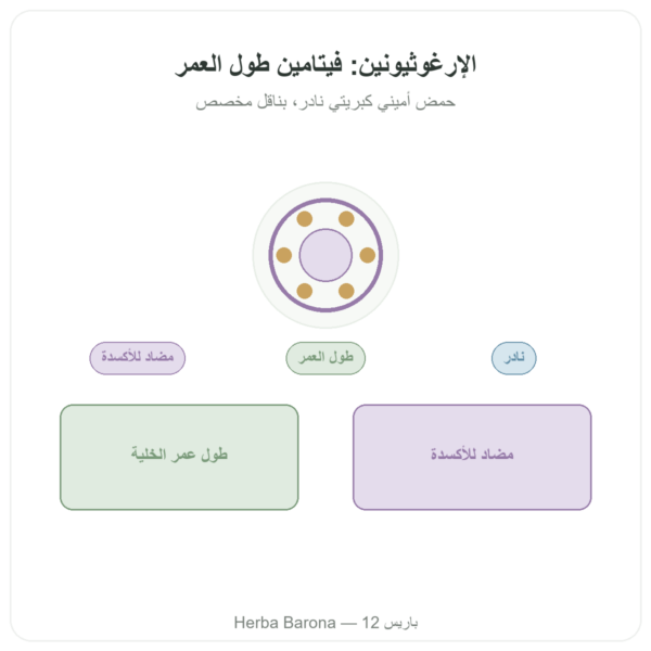 إرغوثيونين نقي ErgoActive – Dynveo – 60 كبسولة عرض المنتج Paris Herba Barona