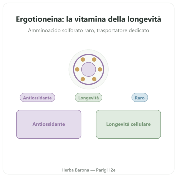 Ergotioneina pura ErgoActive® – Dynveo – 60 capsule presentazione Paris Herba Barona