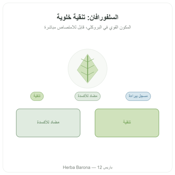 سولفورافان – مستخلص البروكلي – Dynveo – 200 ملغ عرض المنتج Paris Herba Barona