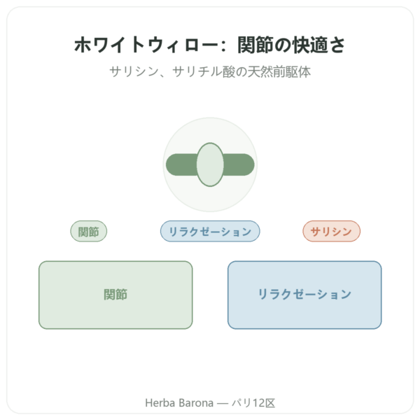 ホワイトウィロー樹皮エキス – Dynveo – 60カプセル presentation Paris Herba Barona