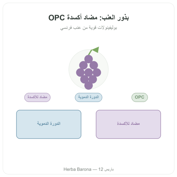 مستخلص بذور العنب – Dynveo – 100 ملغ – 60 كبسولة عرض المنتج Paris Herba Barona