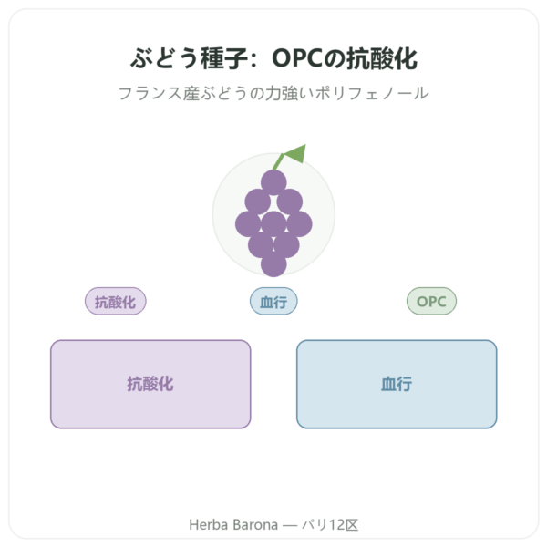 DYNVEO ブドウ種子エキス 150 mg 60カプセル presentation Paris Herba Barona