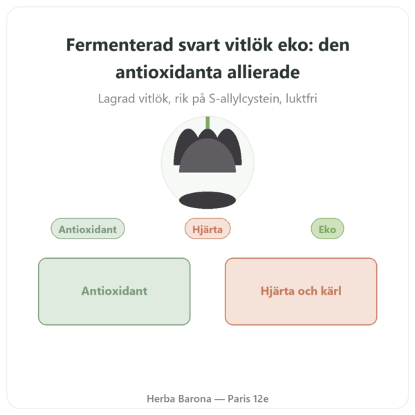 Fermenterad Ekologisk Svart Vitlök – Dynveo – 60 kapslar presentation Paris Herba Barona