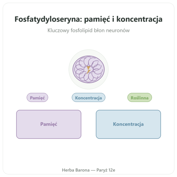 Fosfatydyloseryna roślinna – Dynveo – 100 mg – 60 kaps. prezentacja Paris Herba Barona