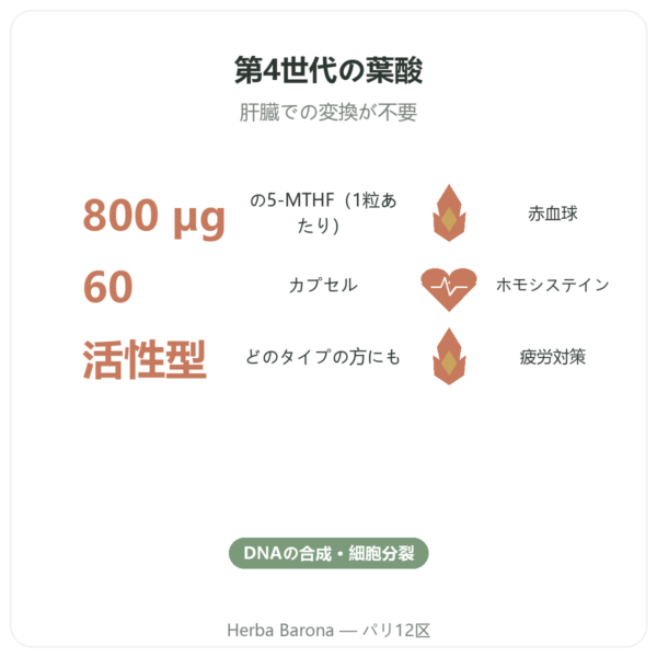 Fully Active Folate 800 mcg – Doctor’s Best – 60カプセル benefits and key facts Paris Herba Barona