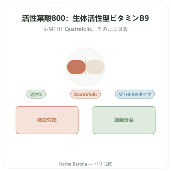 Fully Active Folate 800 mcg – Doctor’s Best – 60カプセル presentation Paris Herba Barona