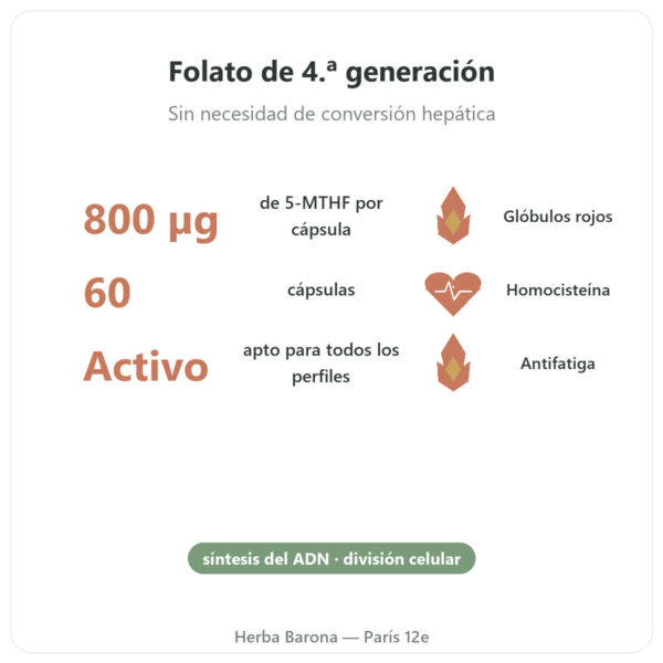 Fully Active Folate 800 mcg – Doctor's Best – 60 Cápsulas beneficios y datos clave Paris Herba Barona