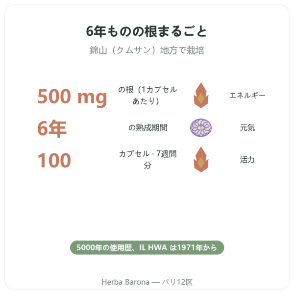 高麗人参 100カプセル 500mg IL HWA 韓国産 – アダプトゲン benefits and key facts Paris Herba Barona