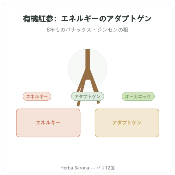 紅参(レッドジンセン)オーガニック - Dynveo - ジンセノサイド20% – 200mg – 60カプセル presentation Paris Herba Barona