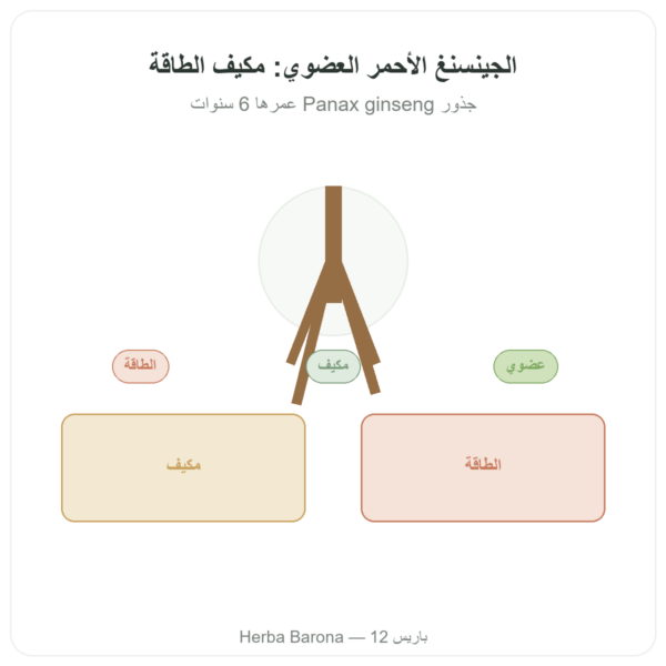 الجينسنغ الأحمر البيولوجي – Dynveo – 20% جينسنوسيدات – 200 مغ – 60 كبسولة عرض المنتج Paris Herba Barona