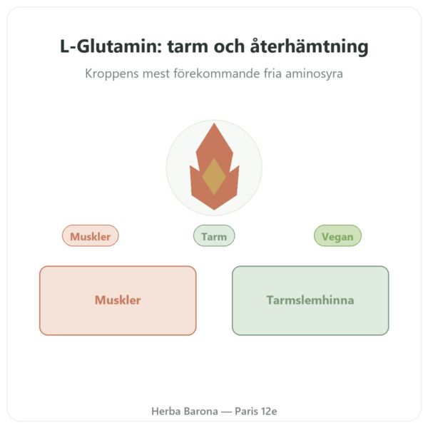 L-Glutamin 750 mg – 60 kapslar – Dynveo – Kyowa Quality presentation Paris Herba Barona