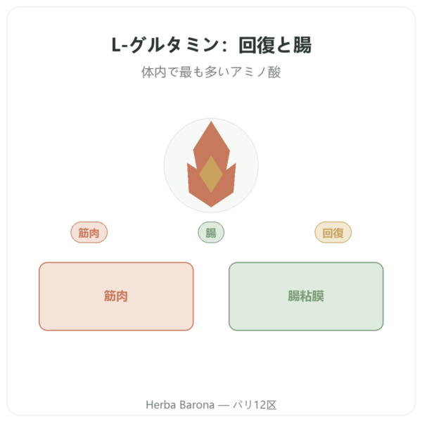 L-グルタミン 750 mg – 300カプセル – Dynveo – Kyowa Quality presentation Paris Herba Barona