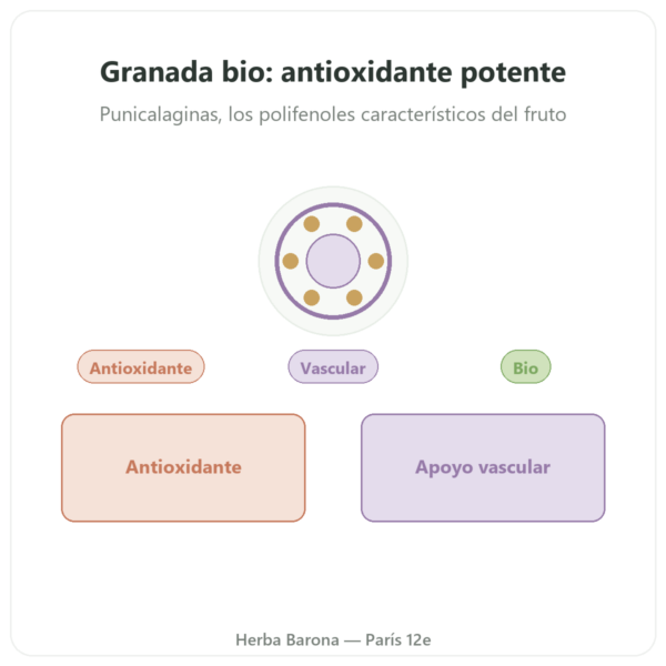 Granada BIO Dynveo – 375 mg – 60 cápsulas – 30% Punicalaginas – 50% Polifenoles presentación Paris Herba Barona