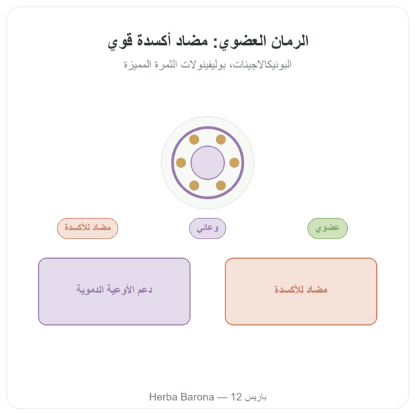 مستخلص الرمان العضوي – Dynveo – 375 ملغ – 60 كبسولة – 30% بونيكالاجينات – 50% بوليفينولات عرض المنتج Paris Herba Barona