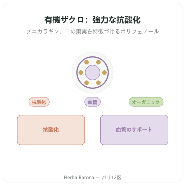 有機ザクロ Dynveo – 375 mg – 60カプセル – プニカラジン 30 % – ポリフェノール 50% presentation Paris Herba Barona