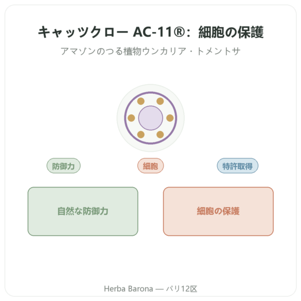 キャッツクロー AC-11® – Dynveo – 350 mg – 60カプセル presentation Paris Herba Barona