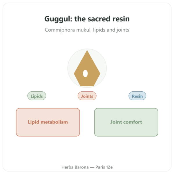 Guggul – Ayur-vana – 60 capsules presentation Paris Herba Barona
