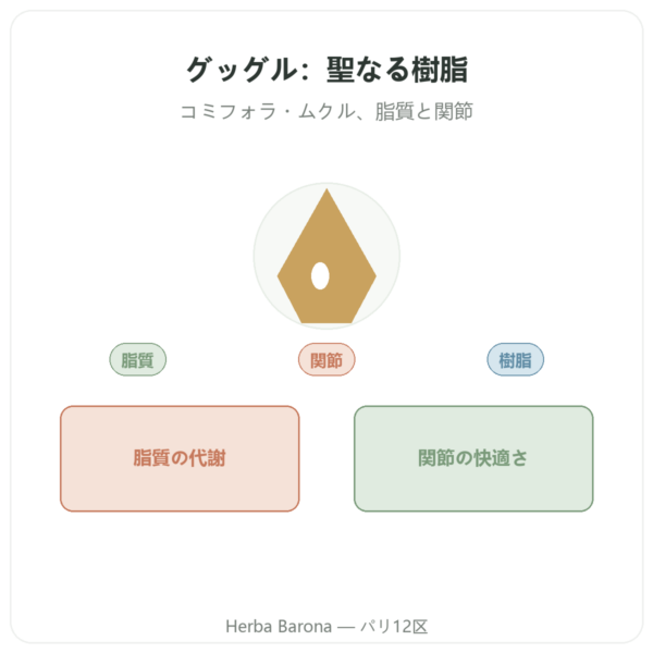 グッグル – Ayur-vana – 60カプセル presentation Paris Herba Barona
