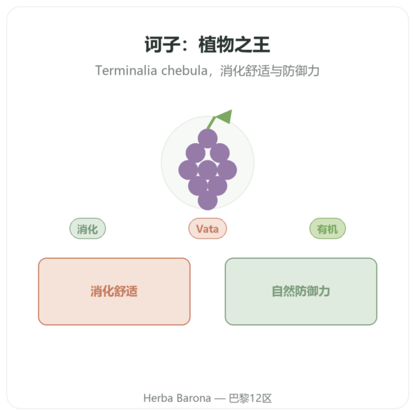 诃子有机 - 袋装粉末 - 150克 - Ayur-vana 产品展示 Paris Herba Barona