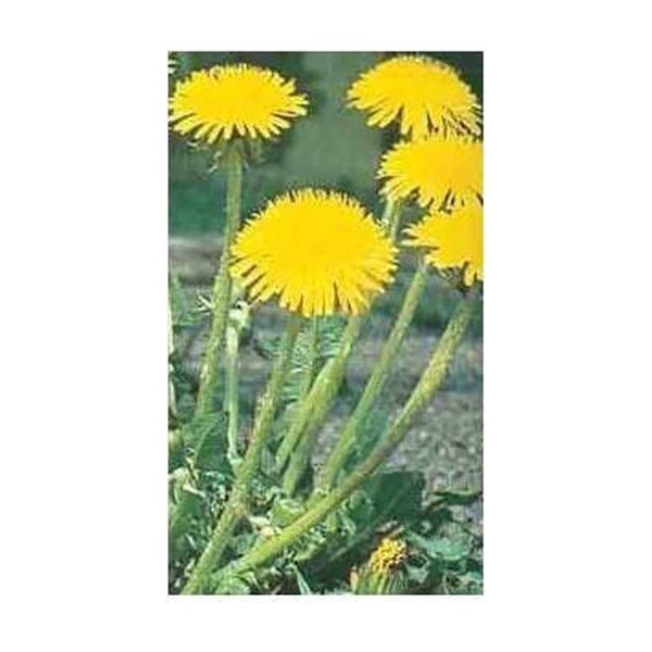 Pissenlit Racine Bio Vital Osmose 200 gélules Paris Herba Barona