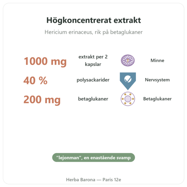 Ekologiskt Hericium 500mg höggradigt koncentrerat extrakt – 60 kapslar fördelar och nyckelfakta Paris Herba Barona