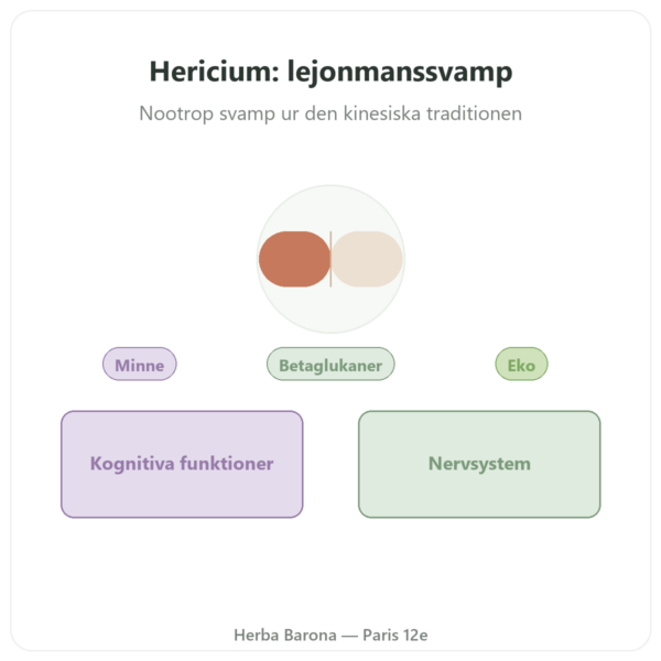 Ekologiskt Hericium 500mg höggradigt koncentrerat extrakt – 60 kapslar presentation Paris Herba Barona