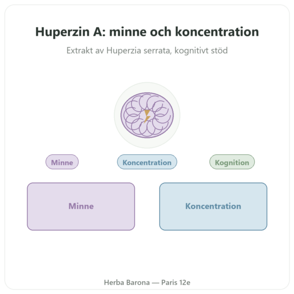 Huperzin A – Dynveo – 60 kapslar presentation Paris Herba Barona